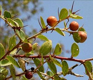 فوائد شجرة السدر الغذاء والدواء لأدم وحواء